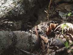 Mastigodryas alternatus