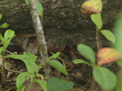 Mastigodryas alternatus