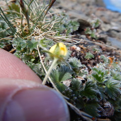 Potentilla subvahliana