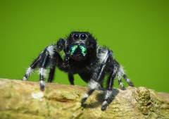 Phidippus audax