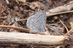 Celastrina echo sidara