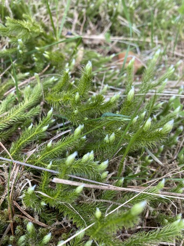 Lycopodium clavatum iNat (2)