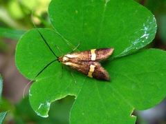 Adelidae