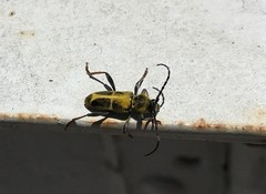 Triodoclytus lanifer