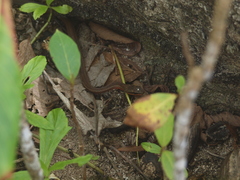 Mastigodryas alternatus