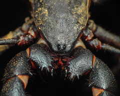 Mastigoproctus cinteotl