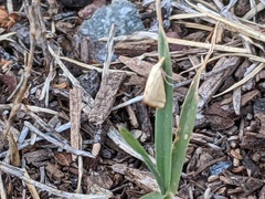 Microtheoris ophionalis