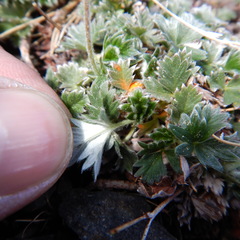 Potentilla subvahliana