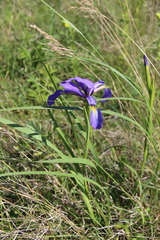 Iris notha