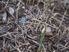 Microtheoris ophionalis