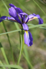 Iris notha