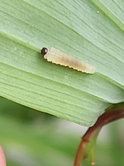 Phymatocera aterrima