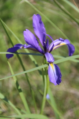 Iris notha