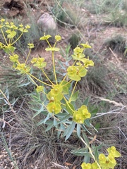 Euphorbia rigida