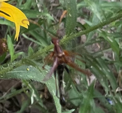 Strangalia virilis