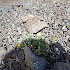 Potentilla subvahliana
