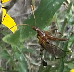 Strangalia virilis