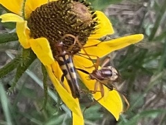 Strangalia virilis
