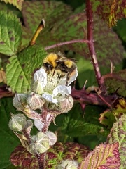 Bombus pratorum