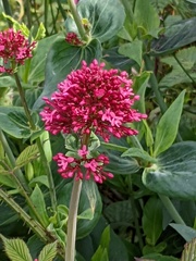 Centranthus ruber