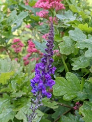 Linaria purpurea