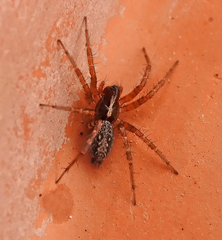 Lycosoides coarctata