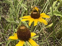 Andrena rudbeckiae