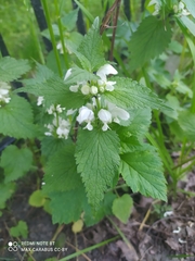 Lamium album
