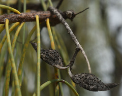 Hakea lorea lorea