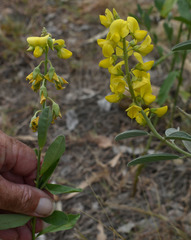 Crotalaria novae-hollandiae