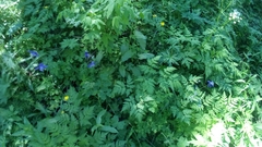Aquilegia alpina