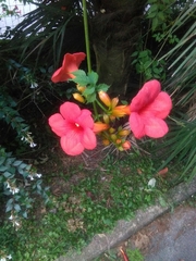 Campsis grandiflora