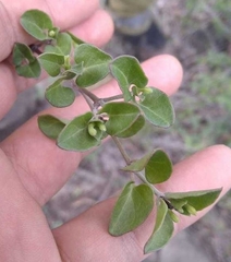 Acleisanthes
