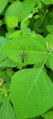 Cratichneumon sublatus