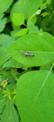 Cratichneumon sublatus
