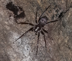 Sagana rutilans