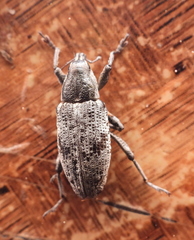 Curculionidae