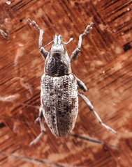 Curculionidae
