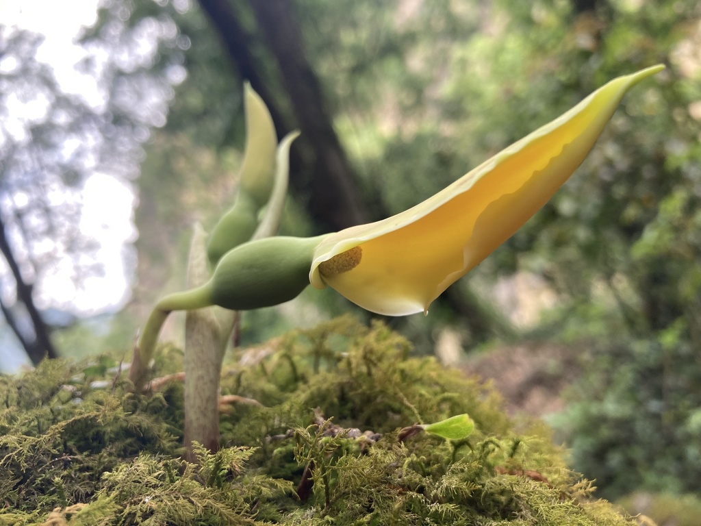 Remusatia hookeriana BULBS
