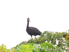 Phimosus