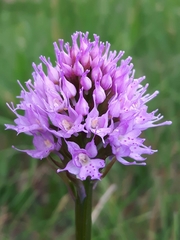 Traunsteinera globosa