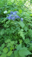 Aquilegia alpina