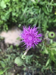 Cirsium canum