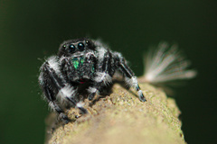 Phidippus audax