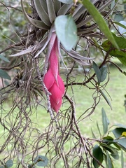 Tillandsia recurvifolia