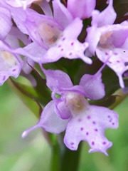 Traunsteinera globosa