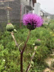 Cirsium canum