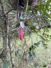 Tillandsia recurvifolia