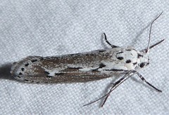 Ethmia discostrigella