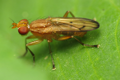 Tetanocera elata